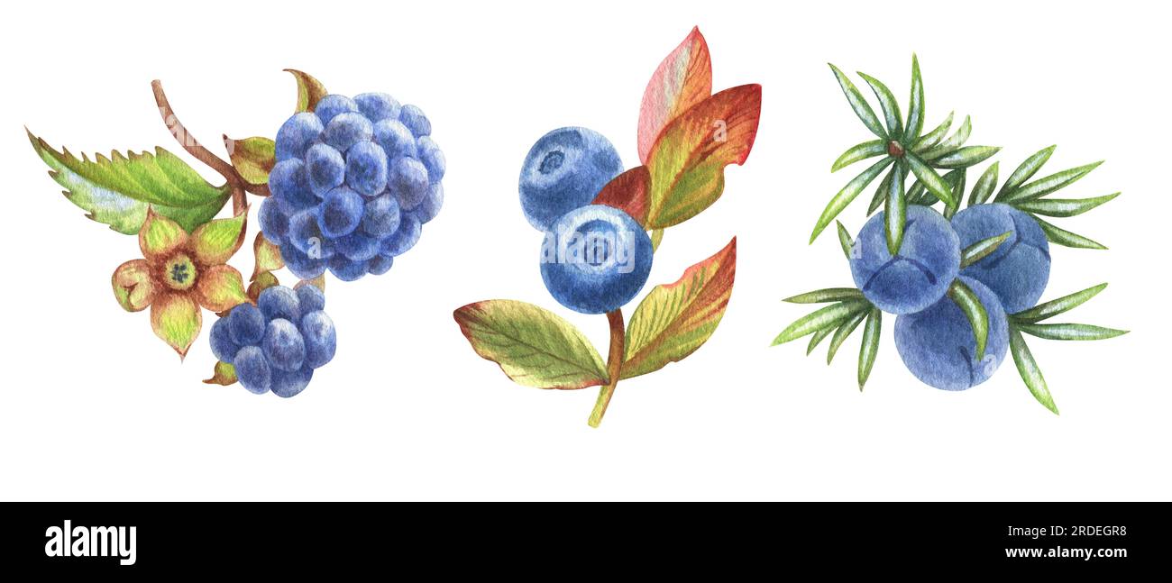 Watercolor set of illustration with blue berries from forest. Perfect for greeting cards, covers, prints, menus, patterns, scrapbooking, logo Stock Photo