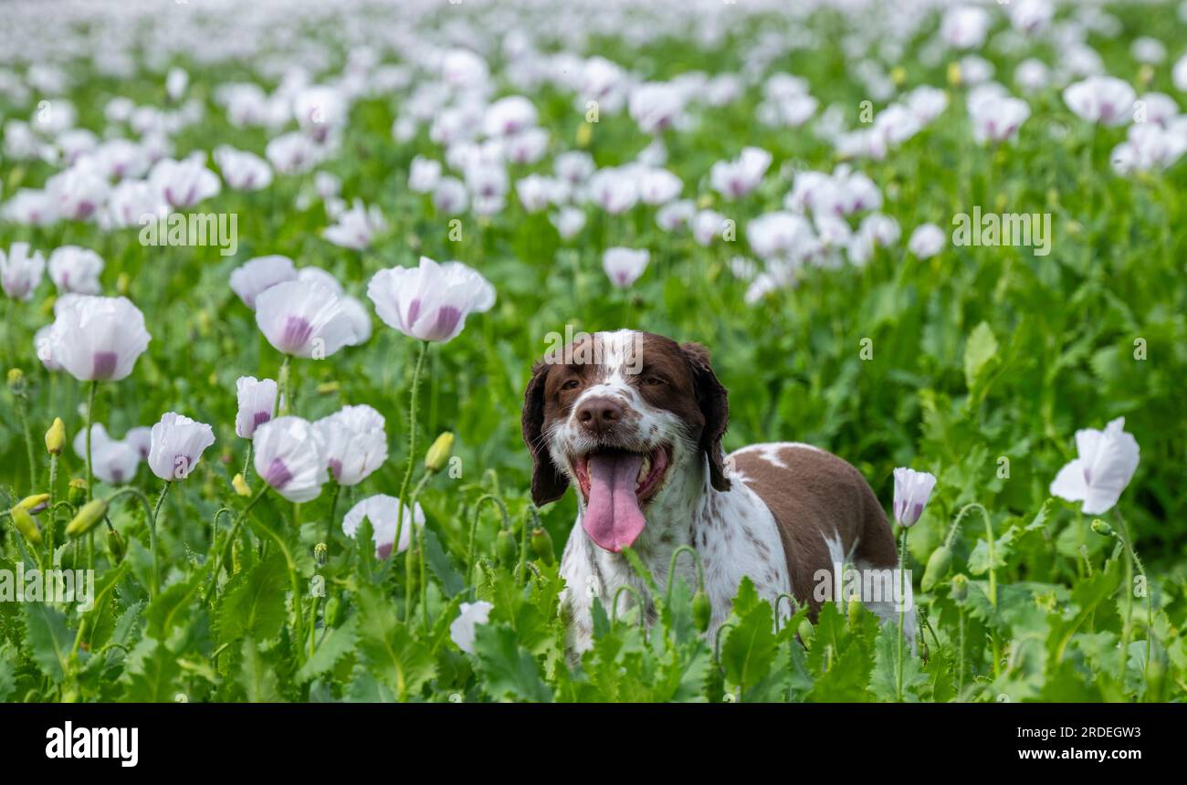 Dog finn hi-res stock photography and images - Alamy