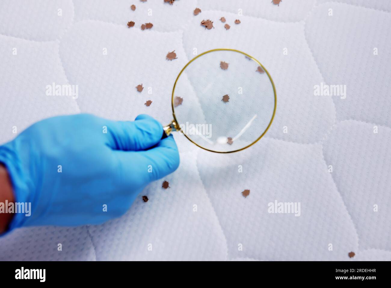 Hotel bed bug hi-res stock photography and images - Alamy