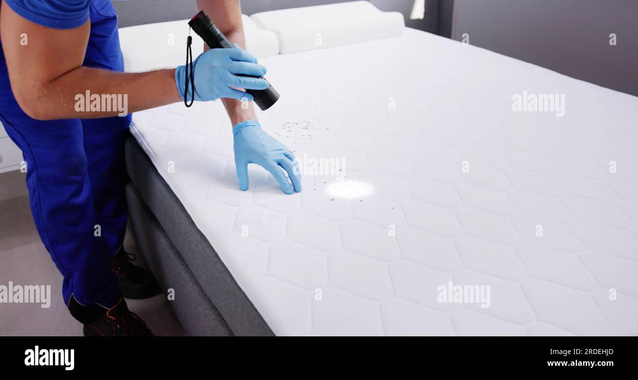 Bed Bug Infestation And Treatment Service. Bugs Extermination Stock