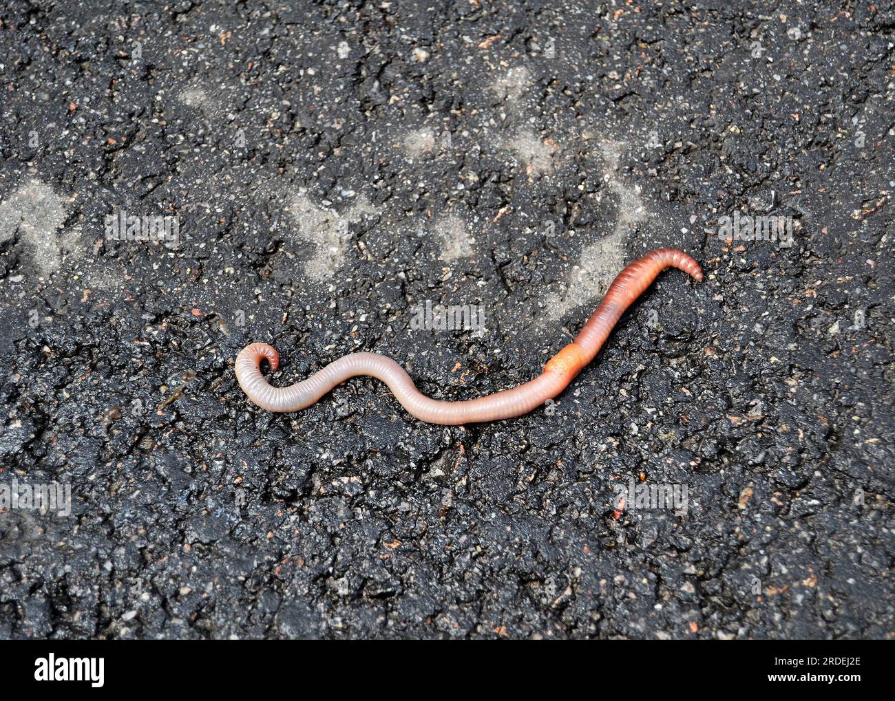 Red earthworm it live bait for fishing isolated on dark background, photography consisting of striped gaunt earthworm at asphalt, natural beauty from Stock Photo
