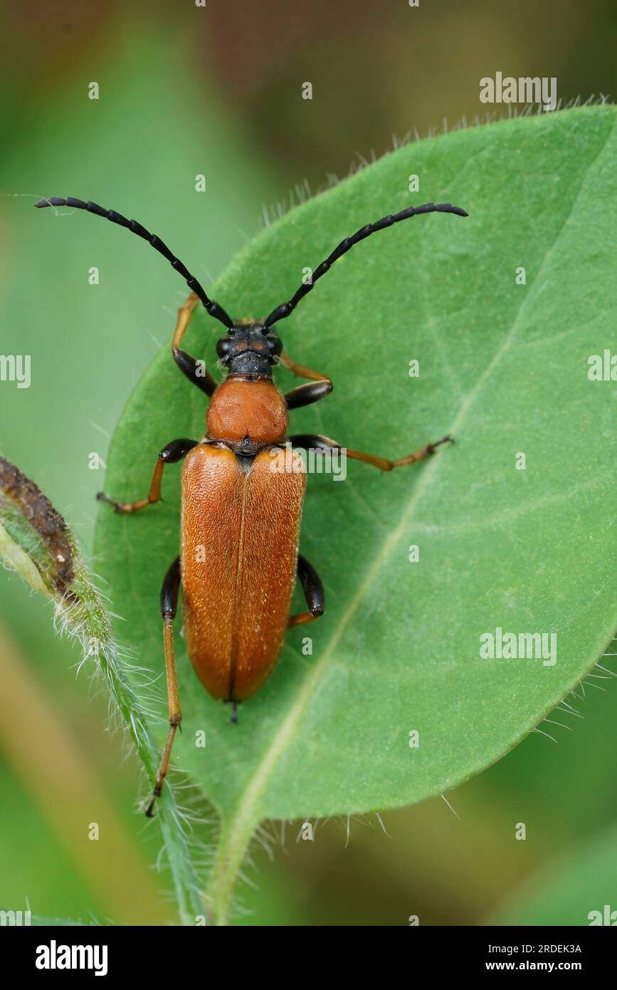 Natural closeup on the Red-brown Longhorn Beetle, Stictoleptura rubra sitting on a green leaf Stock Photo