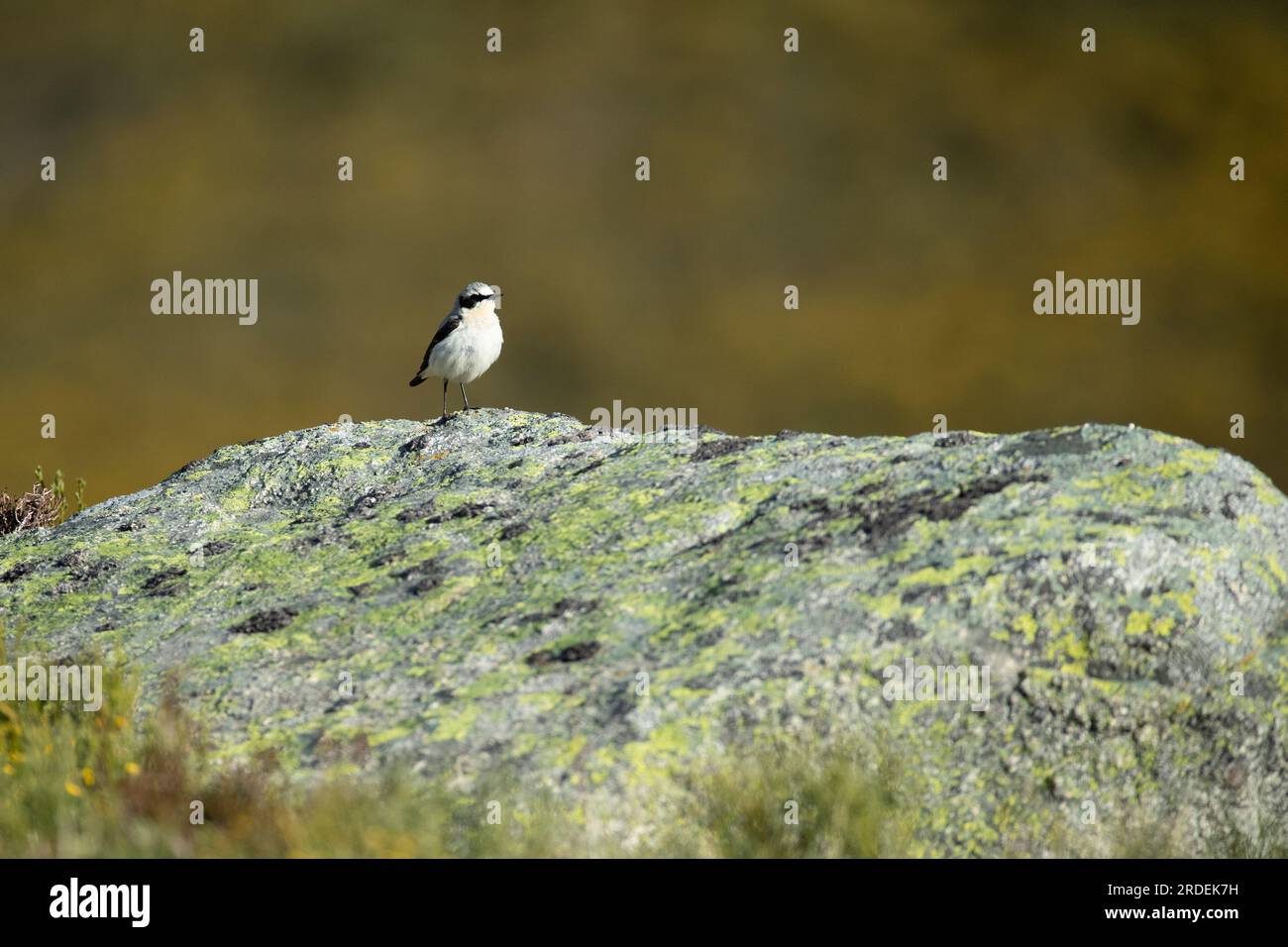 Northern wheatear male in his breeding territory in a high mountain area with the first light of dawn on a spring day Stock Photo