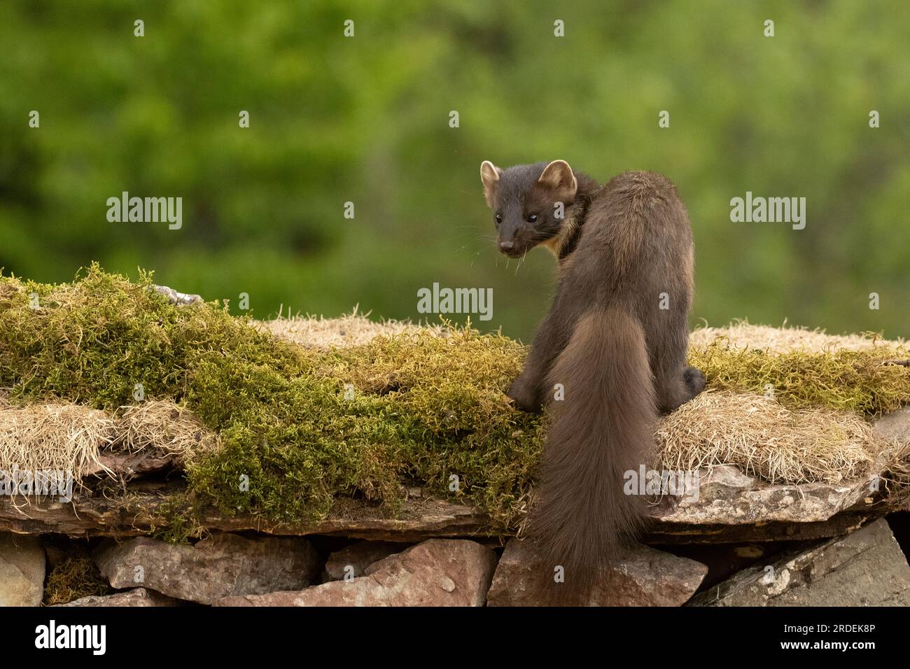 Pine marten inside a forest of fir and oak trees, with the last light of a very rainy day Stock Photo