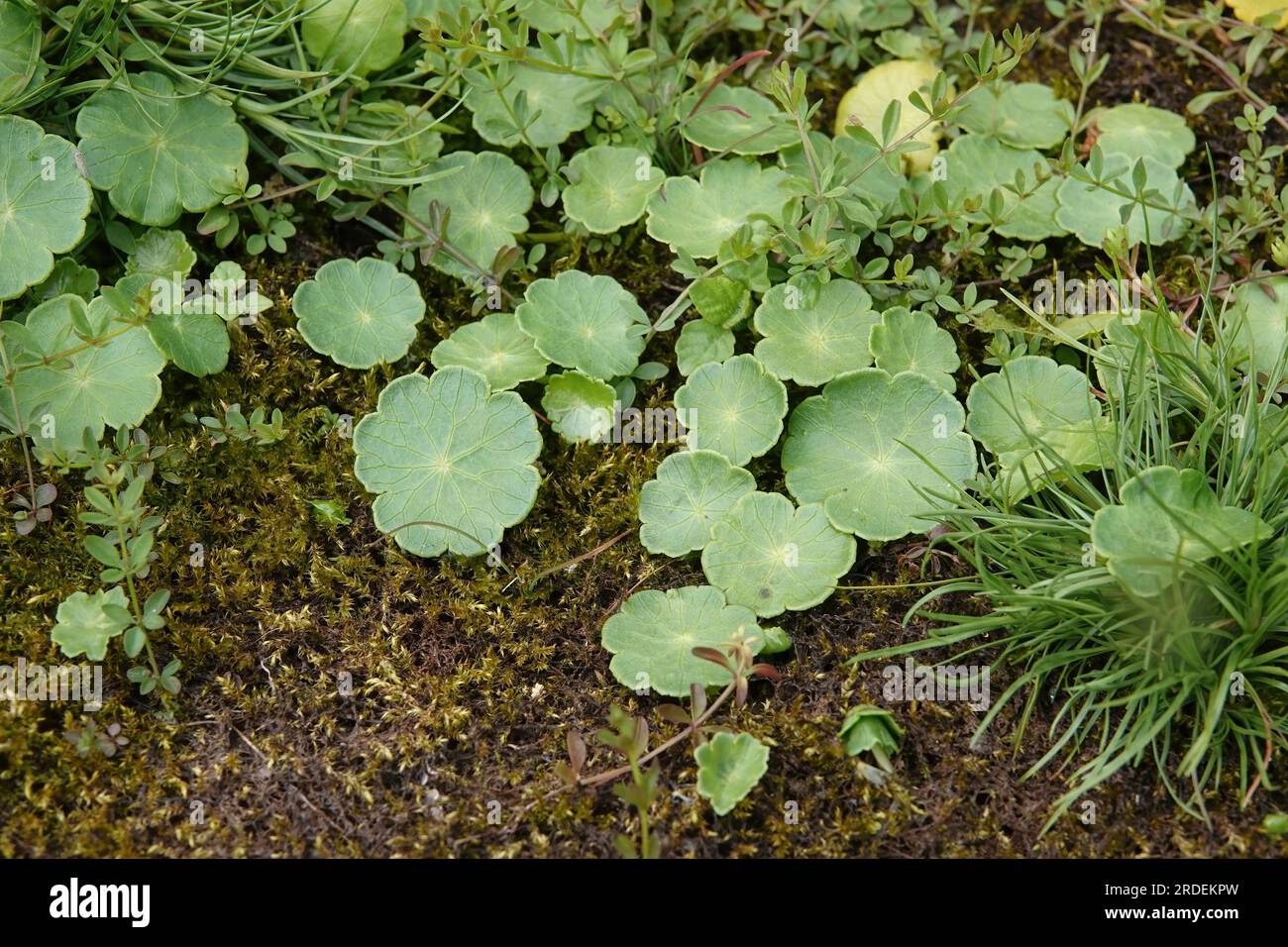 Natural closeup on the round leaved pennywort marsh plant, Hydrocotyle vulgaris, at the border of a pond Stock Photo