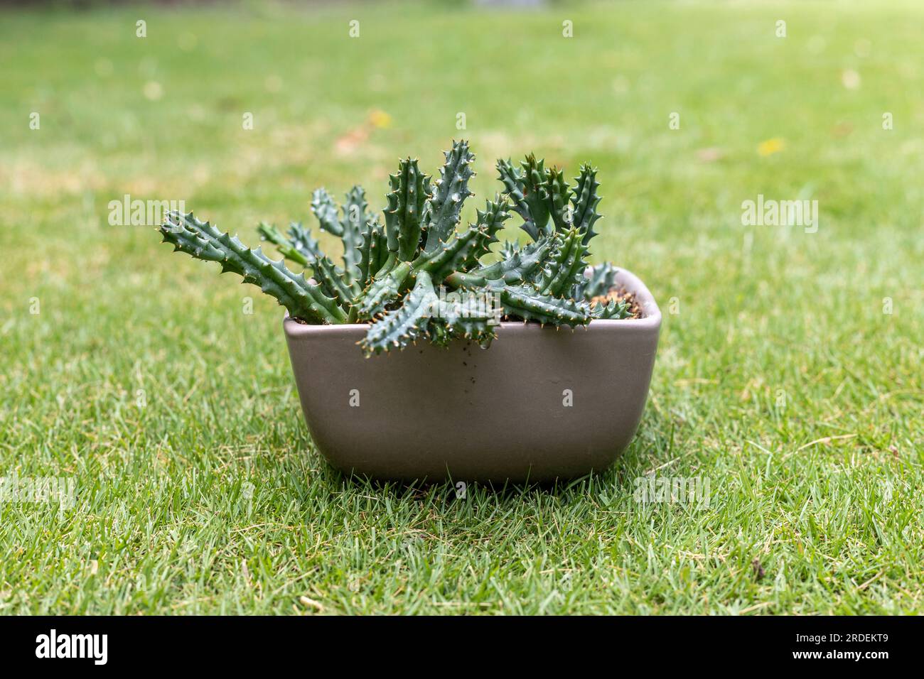Huernia pendula or Caralluma hesperidium plant in a beautiful pot Stock Photo
