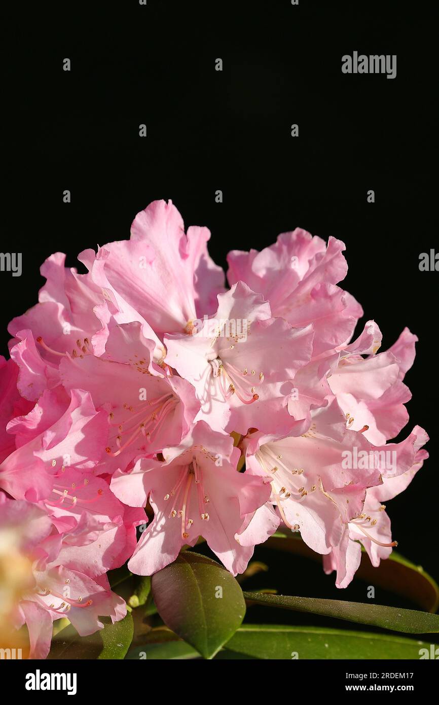 Rhododendron flowers (Rhododendron Homer), pink flowers in a garden, Wilden, North Rhine-Westphalia, Germany Stock Photo