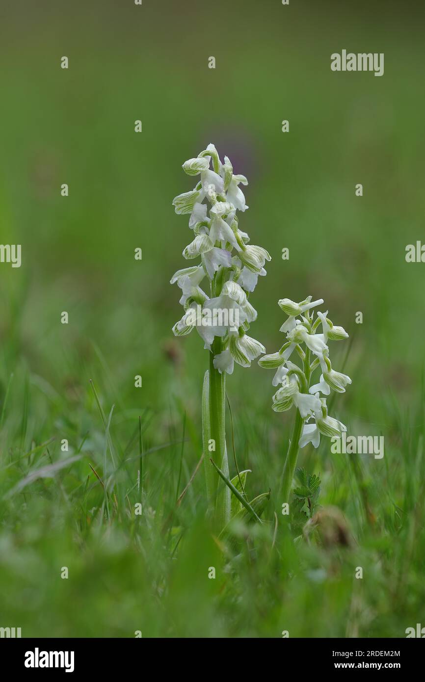 Green-winged orchid (Orchis morio), flowering in a meadow, white hybrid, orchid, Hesse, Germany Stock Photo