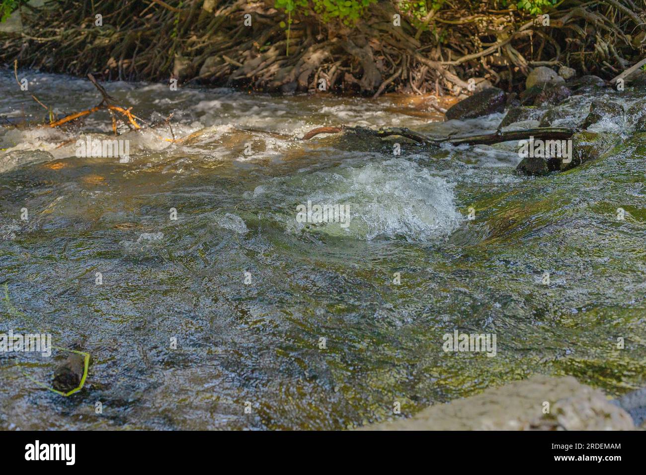 Rapid river. Whirlpools. Waves on the river. Vacations in Poland. Swider River. Stock Photo