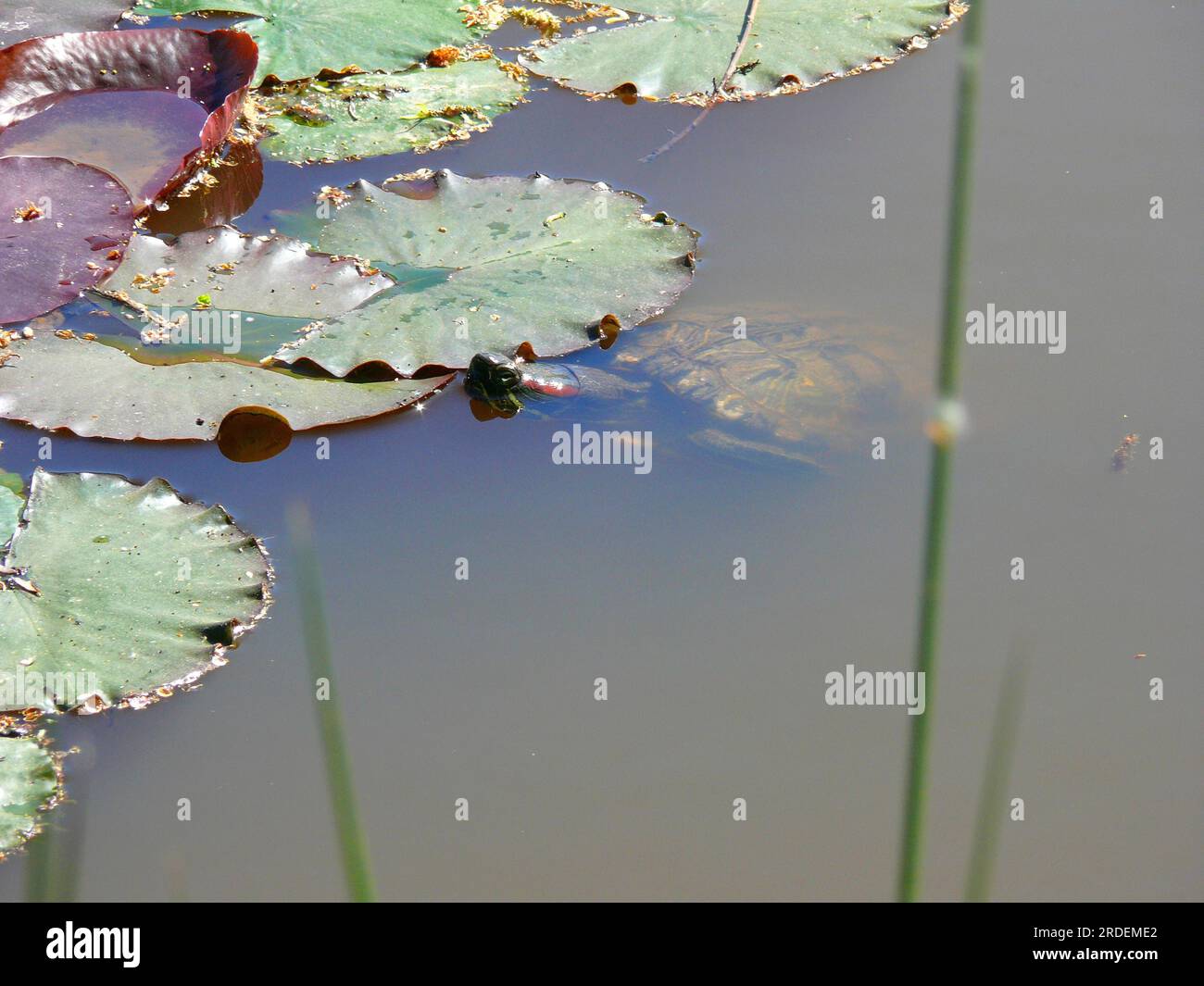 Pond with lily pads, water turtle, european pond turtle (Emys orbicularis) Stock Photo
