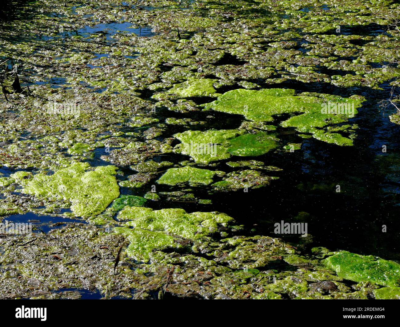 Pond with lily pads and algae Stock Photo