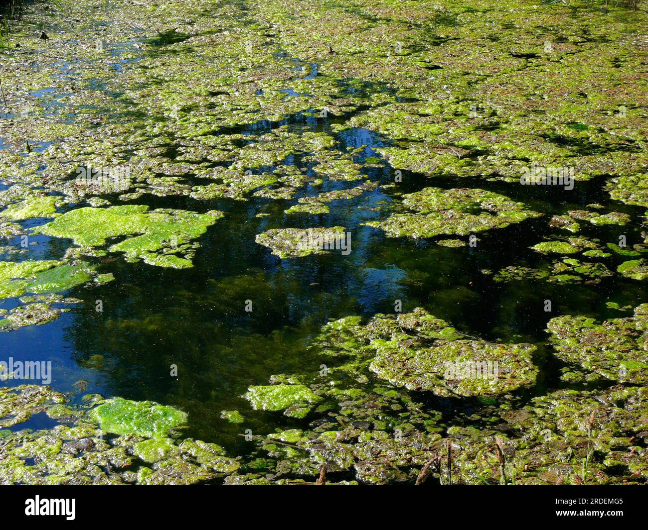 Pond with lily pads and algae Stock Photo