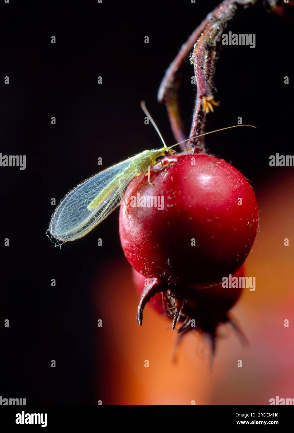 380+ Green Lacewing Stock Photos, Pictures & Royalty-Free Images - iStock