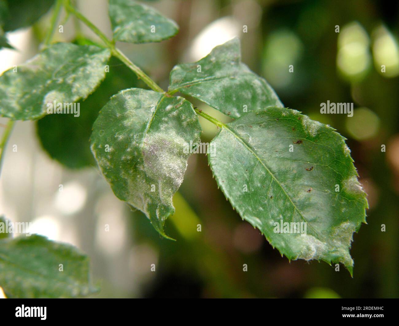 Powdery mildew on rose petal Stock Photo Alamy