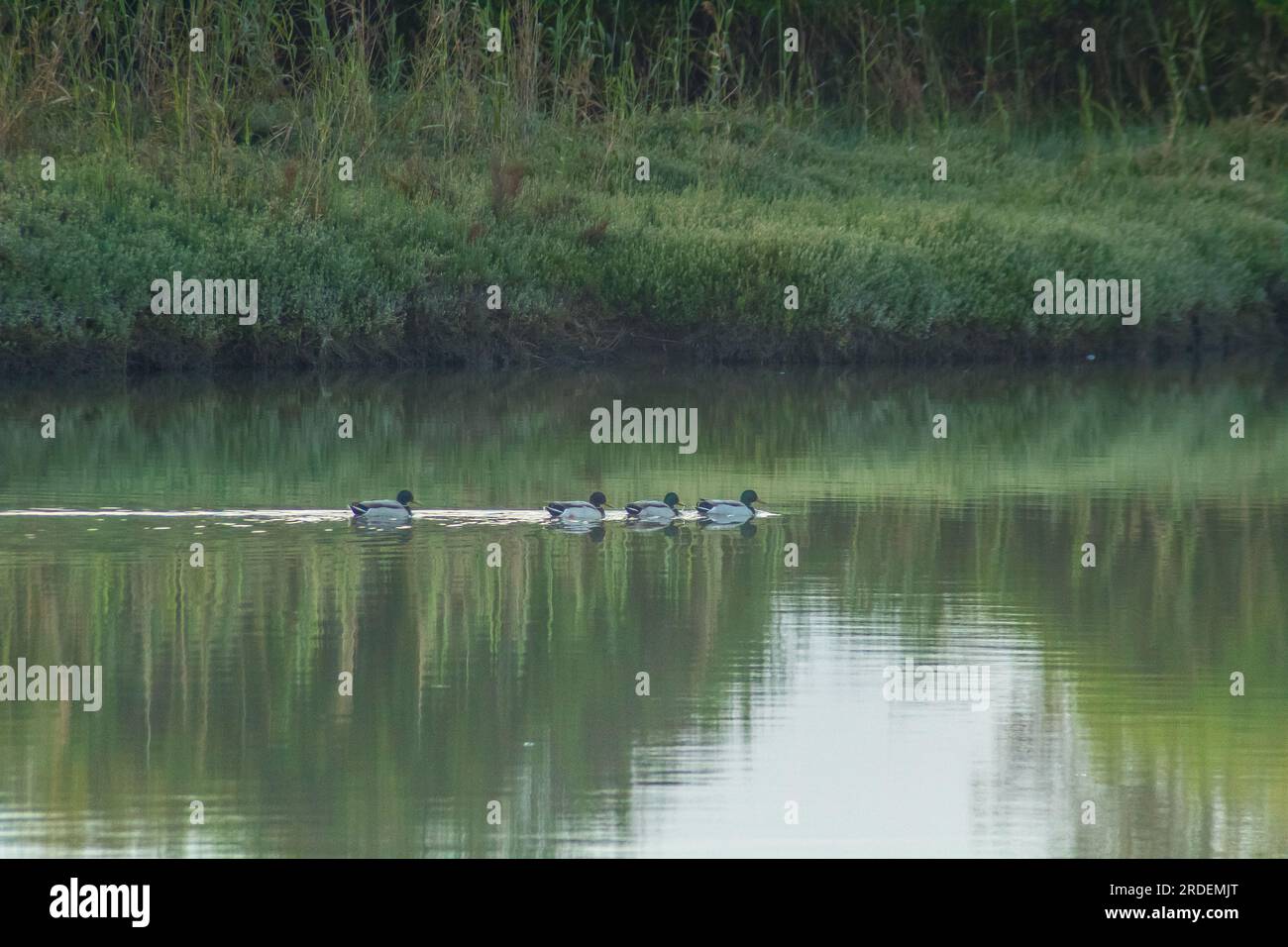Rippling waters hi-res stock photography and images - Alamy