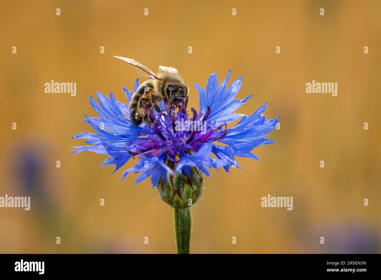 A bee sits on the blossom of a cornflower standing in a grain field near Frankfurt am Main, Germany, collecting pollen, Frankfurt am Main, Hesse Stock Photo