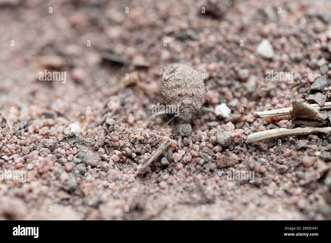 Antlion (Myrmeleontidae), ant lions on sand, Eifel, North Rhine-Westphalia, Germany Stock Photo