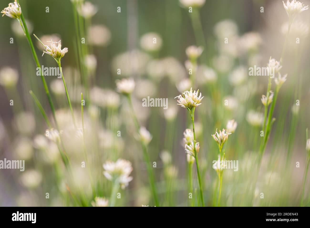 White beak-sedge (Rhynchospora alba), many flowers in a bog, Emsland, Lower Saxony, Germany Stock Photo