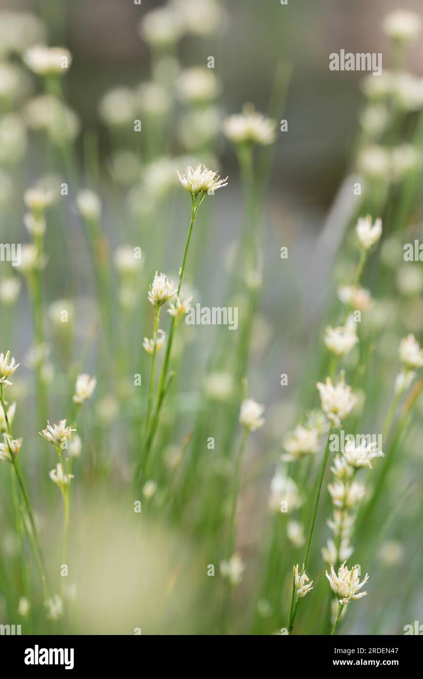 White beak-sedge (Rhynchospora alba), many flowers in a bog, Emsland, Lower Saxony, Germany Stock Photo