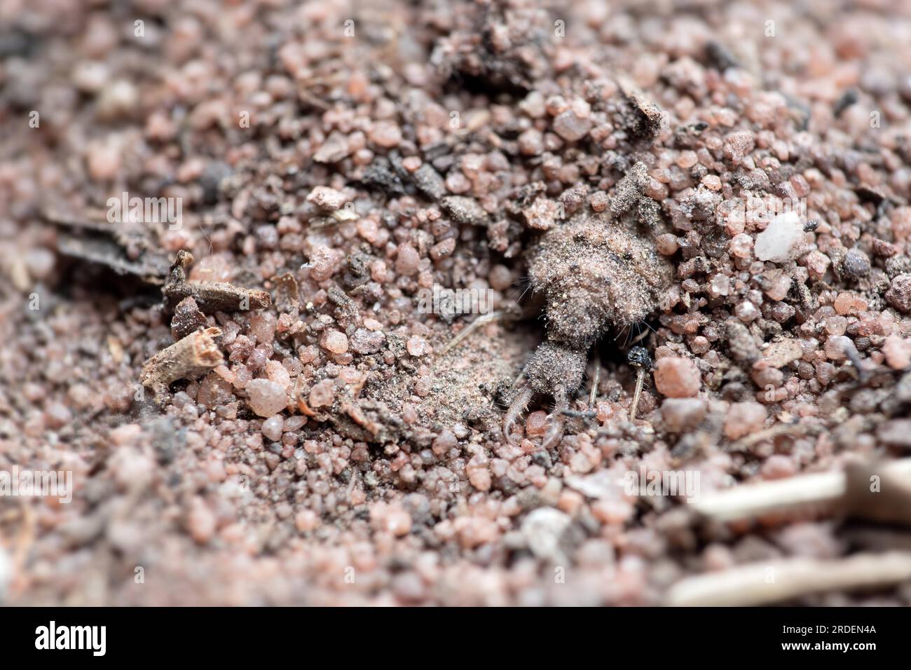 Antlion (Myrmeleontidae), ant lions half buried in sand, Eifel, North Rhine-Westphalia, Germany Stock Photo