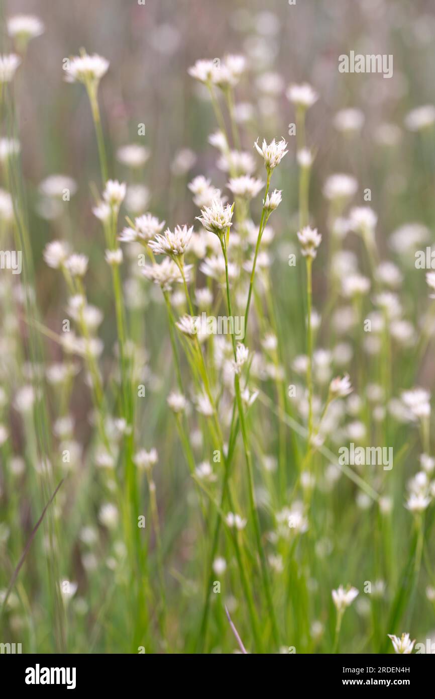 White beak-sedge (Rhynchospora alba), countless flowers in a bog, Emsland, Lower Saxony, Germany Stock Photo
