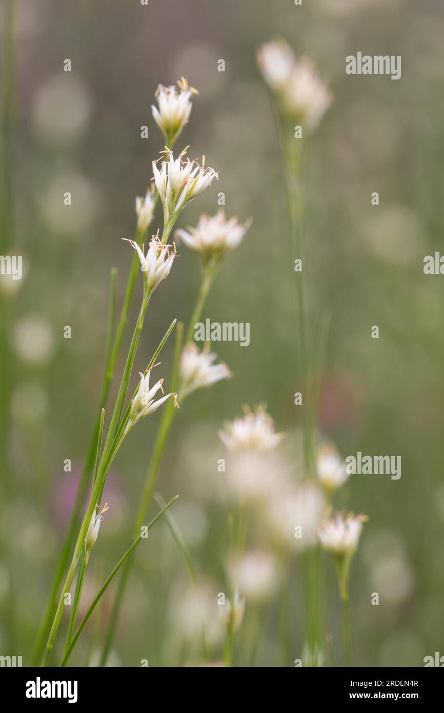 White beak-sedge (Rhynchospora alba), close-up of flowers in a bog, Emsland, Lower Saxony, Germany Stock Photo