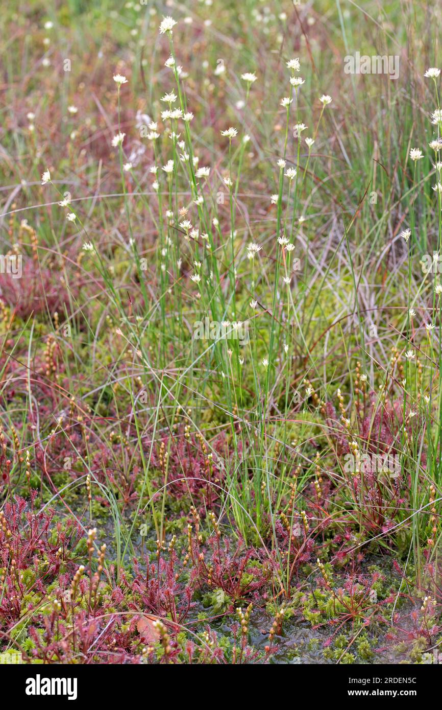 White beak-sedge (Rhynchospora alba), growing between (sphagnum) moss and sundew in a bog, Emsland, Lower Saxony, Germany Stock Photo