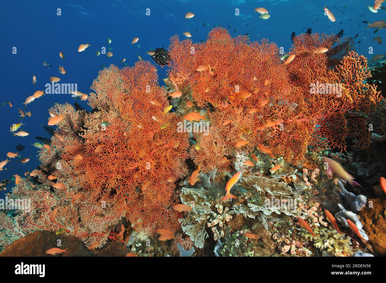 Tropical fan coral (Melithaea ochracea) Nodal fans Sea fans, above sea goldies (Pseudanthias squamipinnis) in coral reef Indian Ocean, Indo-Pacific Stock Photo