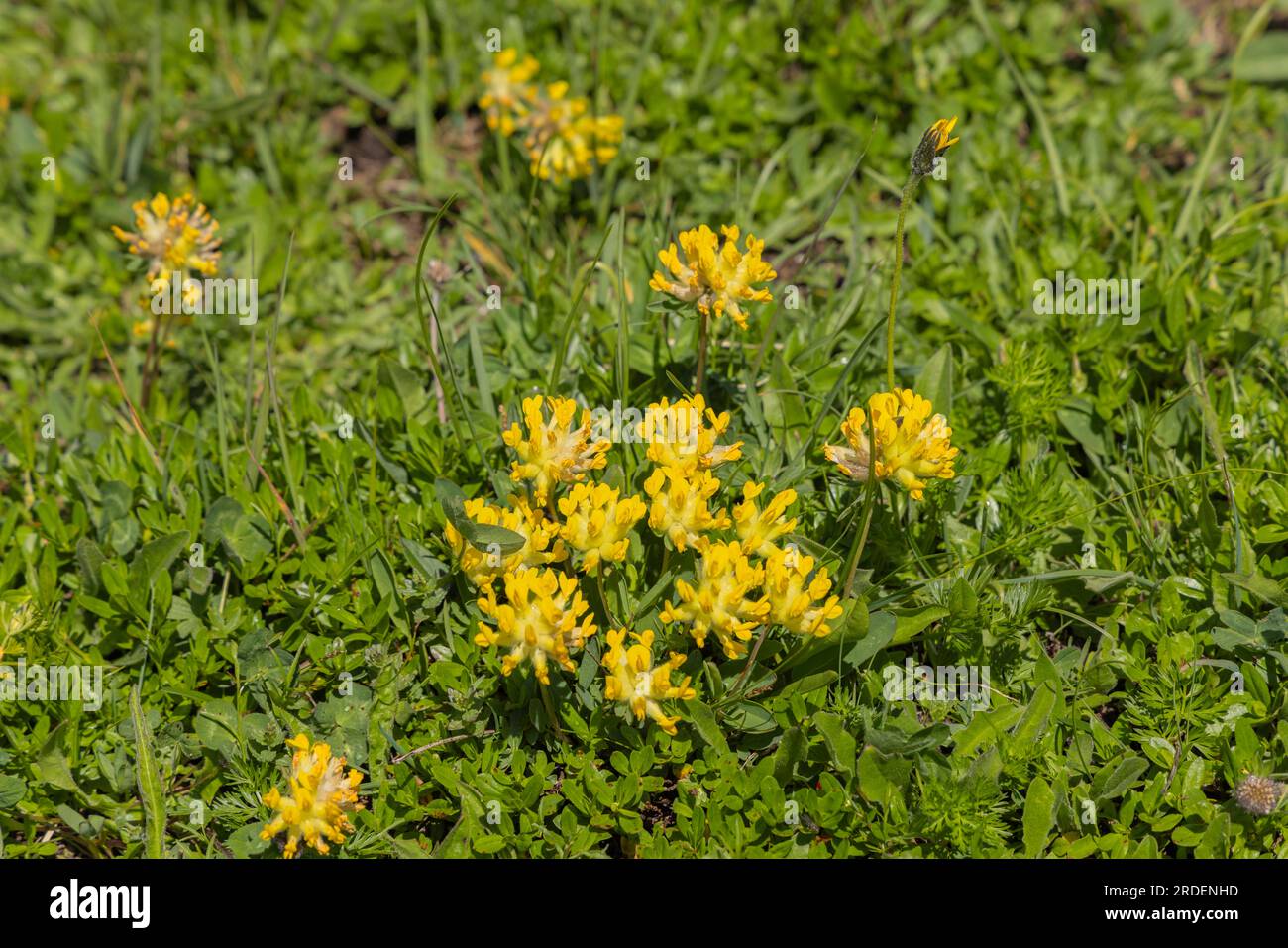 Auricula (Primula auricula), Evergreen Alpine Auricula in an alpine meadow in spring Stock Photo