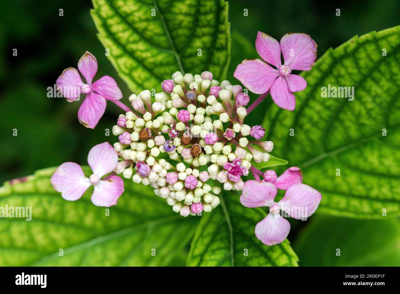 Inflorescence of a pink hydrangea serrata hi-res stock photography and ...