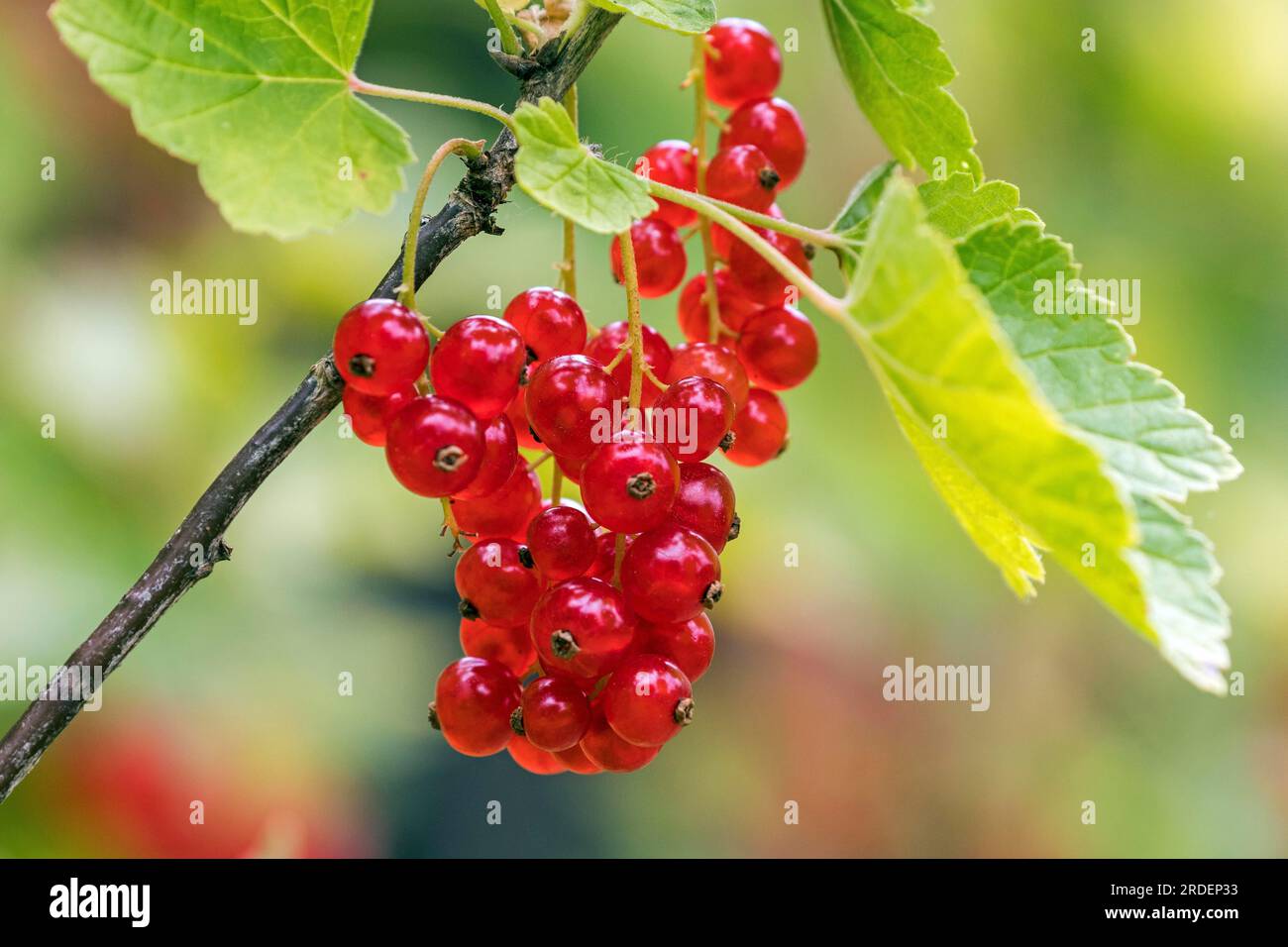 Red currant (Ribes rubrum), fruit, Baden-Wuerttemberg, Deutschlad Stock Photo