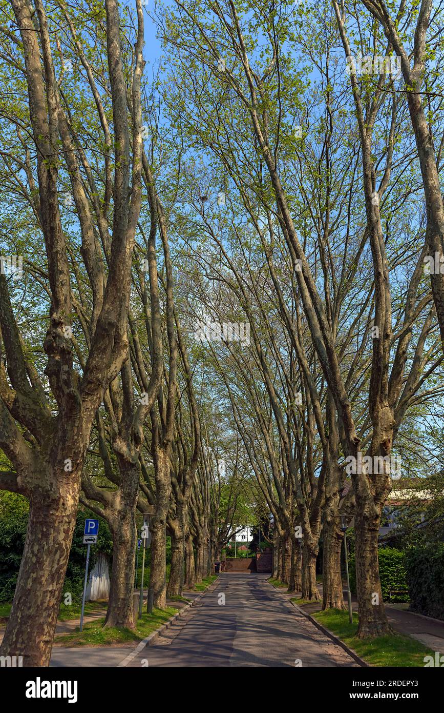 Avenue of plane trees in spring, Stadtpark Lahr, Baden-Wuerttemberg, Germany Stock Photo