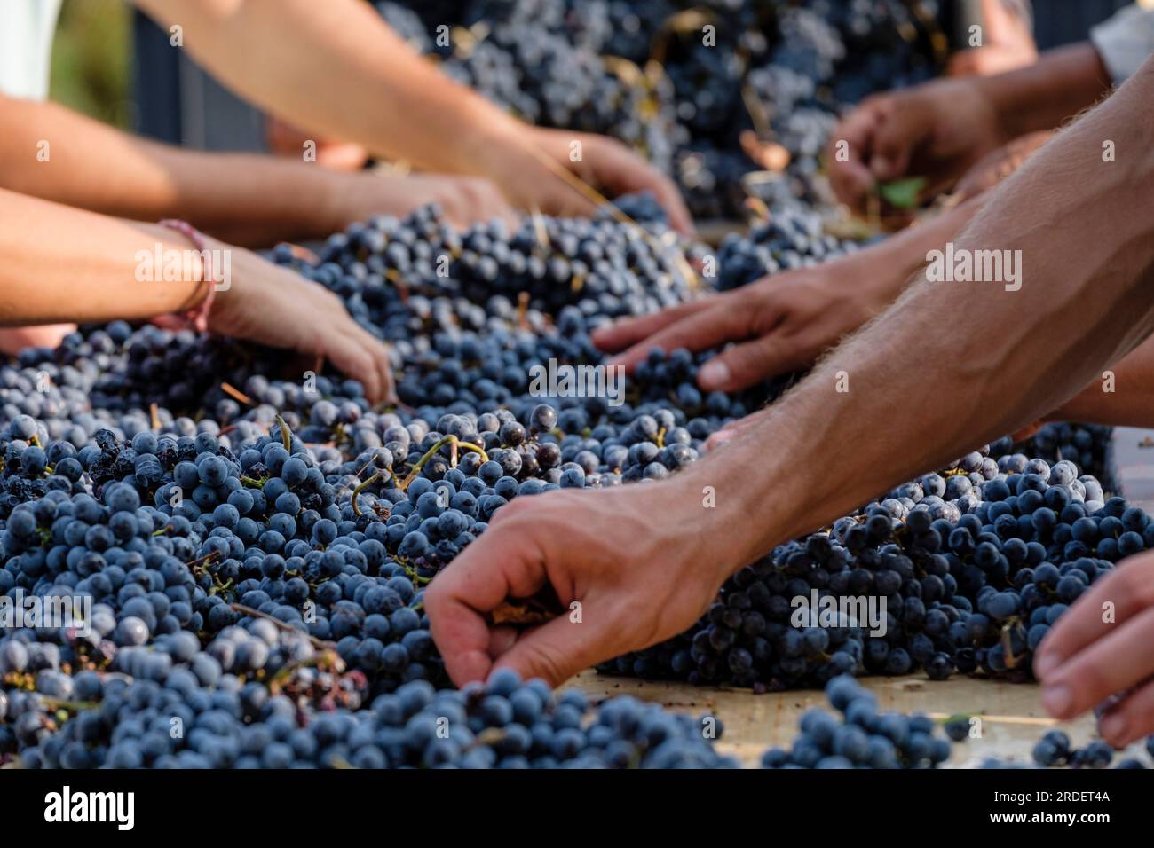 Merlot grape selection table, Celler Mesquida-Mora, Porreres, Mallorca, balearic islands, Spain Stock Photo