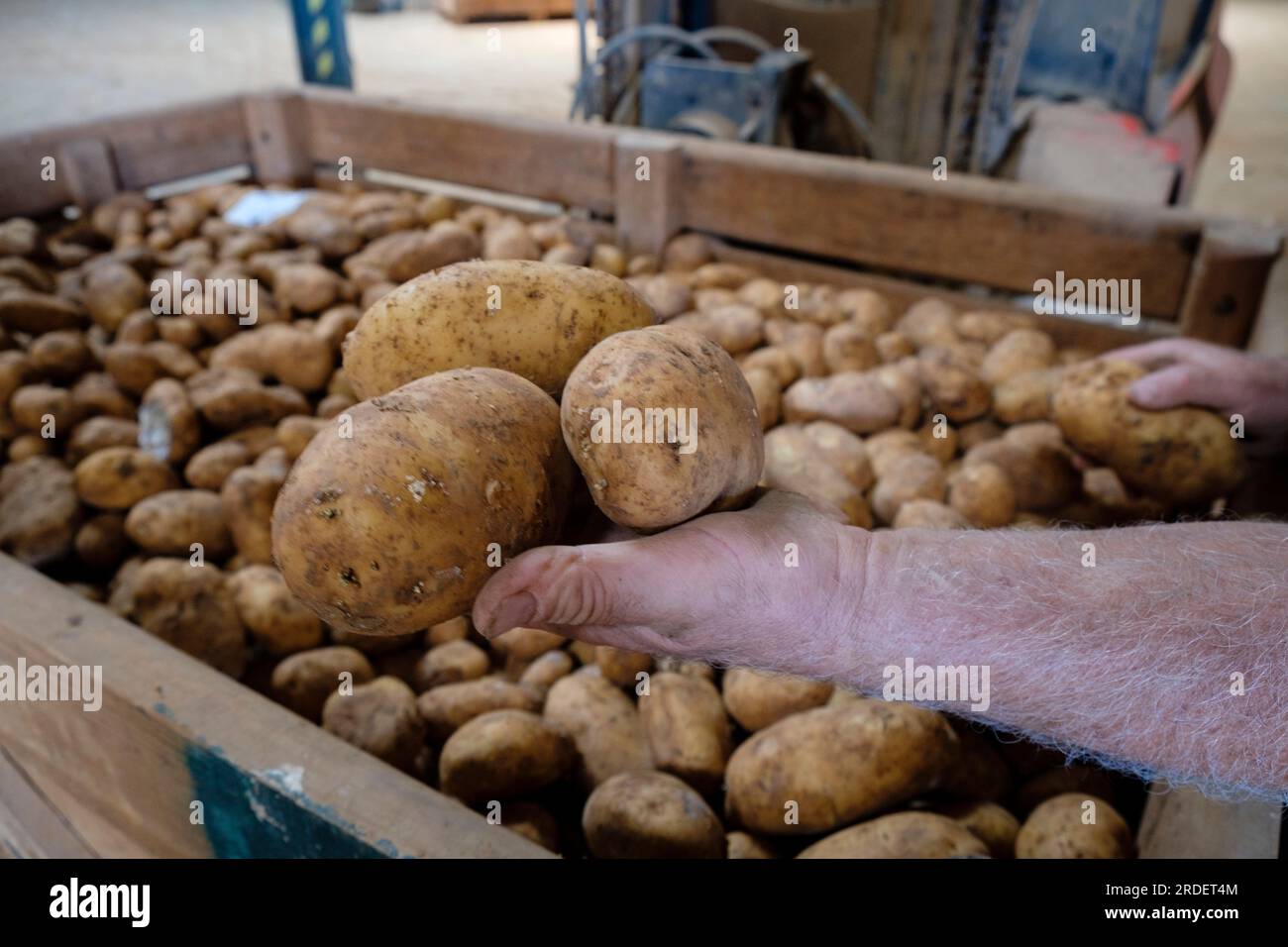 Potato production, Viuda de Antonio Serra, sa Pobla, Mallorca, Balearic islands, Spain Stock Photo