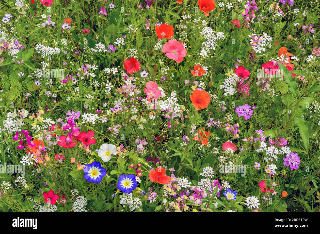 Summer meadow with California poppy (Eschscholzia californica), corydalis (Iberis umbellata) and tricolour bindweed (Convolvulus tricolor), Allgaeu Stock Photo