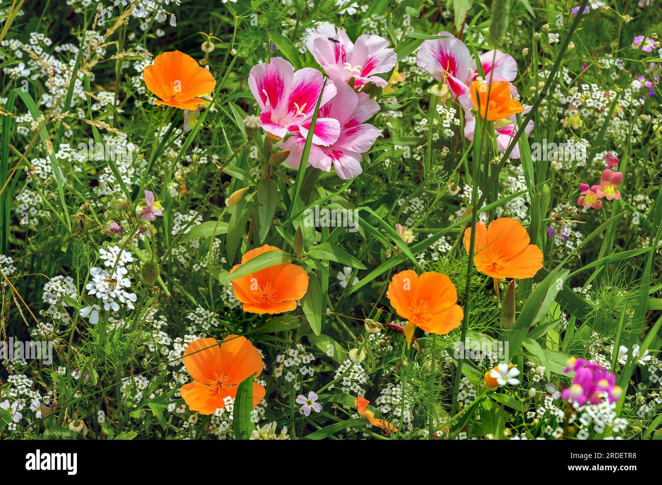 Summer meadow with California poppy (Eschscholzia californica), corydalis (Iberis umbellata) and godetia (Clarkia amoena), Allgaeu, Bavaria, Germany Stock Photo