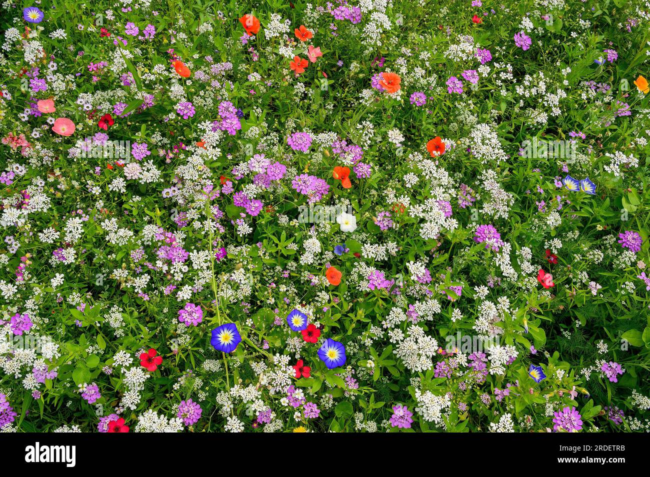 Summer meadow with California poppy (Eschscholzia californica), corydalis (Iberis umbellata) and tricolour bindweed (Convolvulus tricolor), Allgaeu Stock Photo