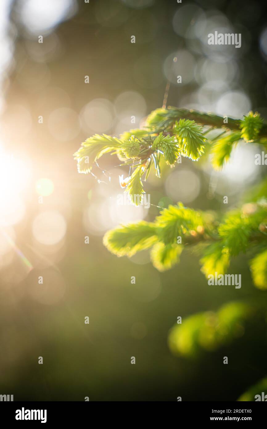Fir tree in the sunlight, Black Forest, Unterhaugstett, Germany Stock