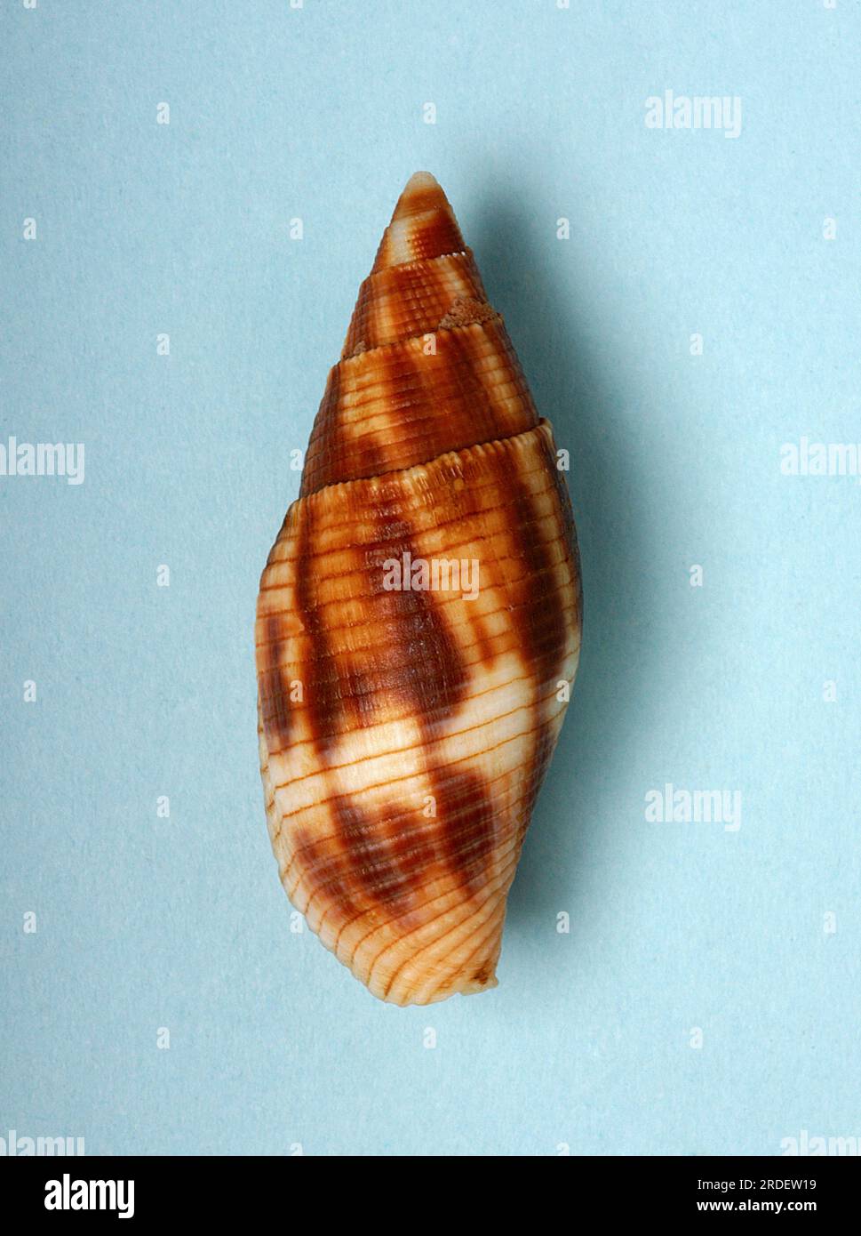 Mitridae hi-res stock photography and images - Alamy