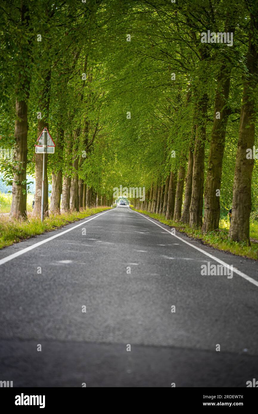 Empty Alley with Green Trees, The Hague, Netherlands Stock Photo