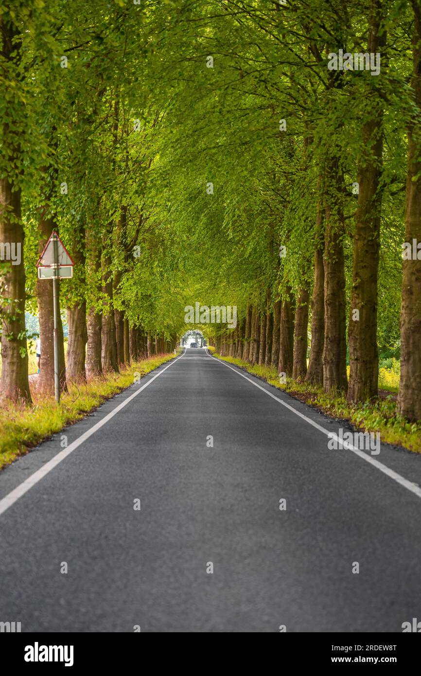 Empty Alley with Green Trees, The Hague, Netherlands Stock Photo