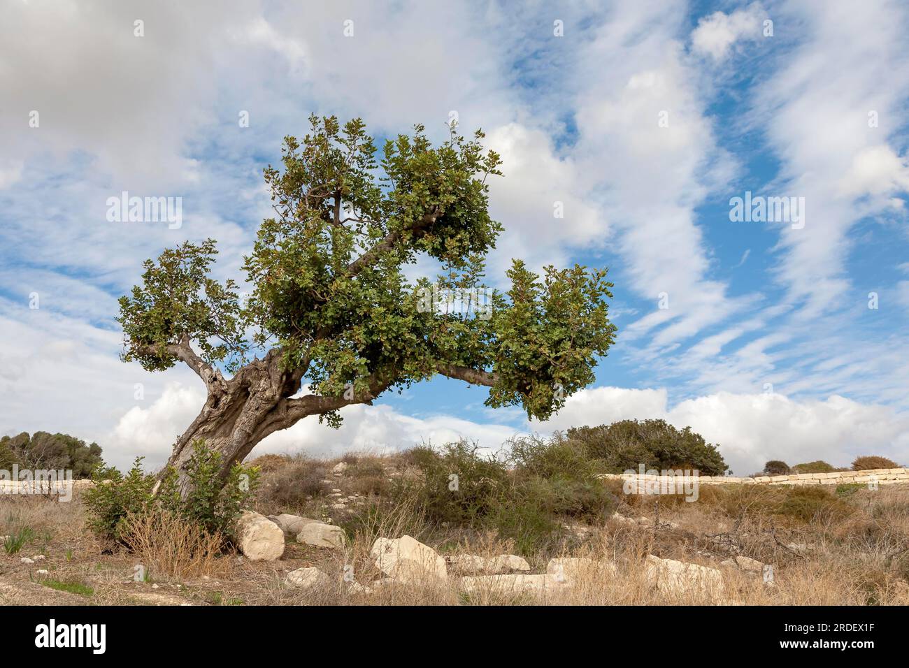 Holm oak (Quercus ilex) Stock Photo