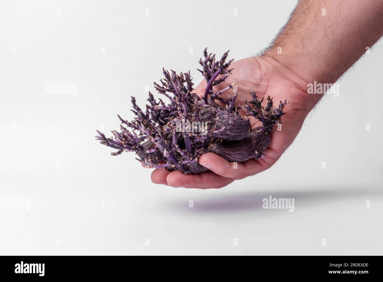 A farmer's hand showing a set of sprouted purple potatoes. Potatoes with sprouts not suitable