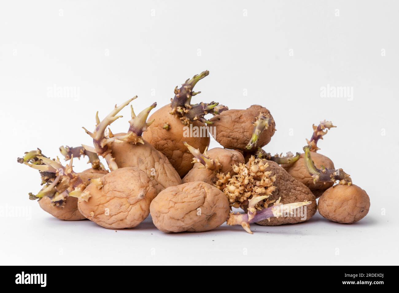 Set of yellow potatoes with sprouts on white background. Sprouted