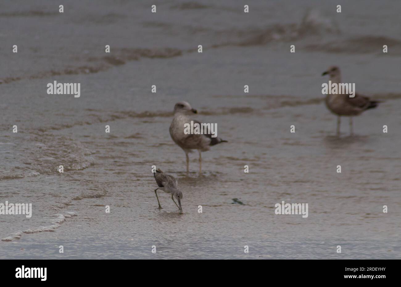 Coastal Wanderers: Common Greenshank Birds Soaring Over Beach Stock ...
