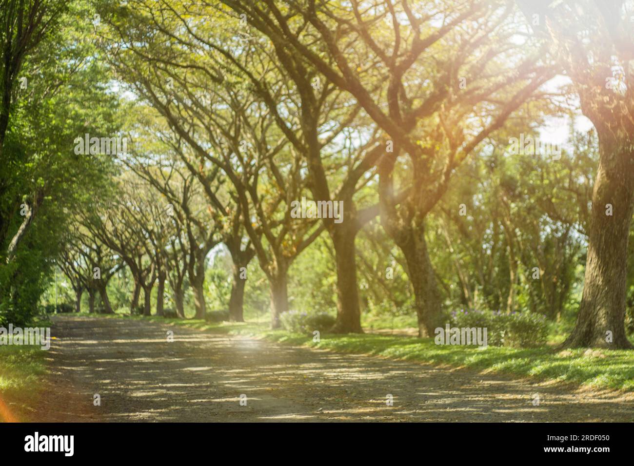 beautiful road with tree straight at sunrise. summer or fall, tj lesung road. Stock Photo