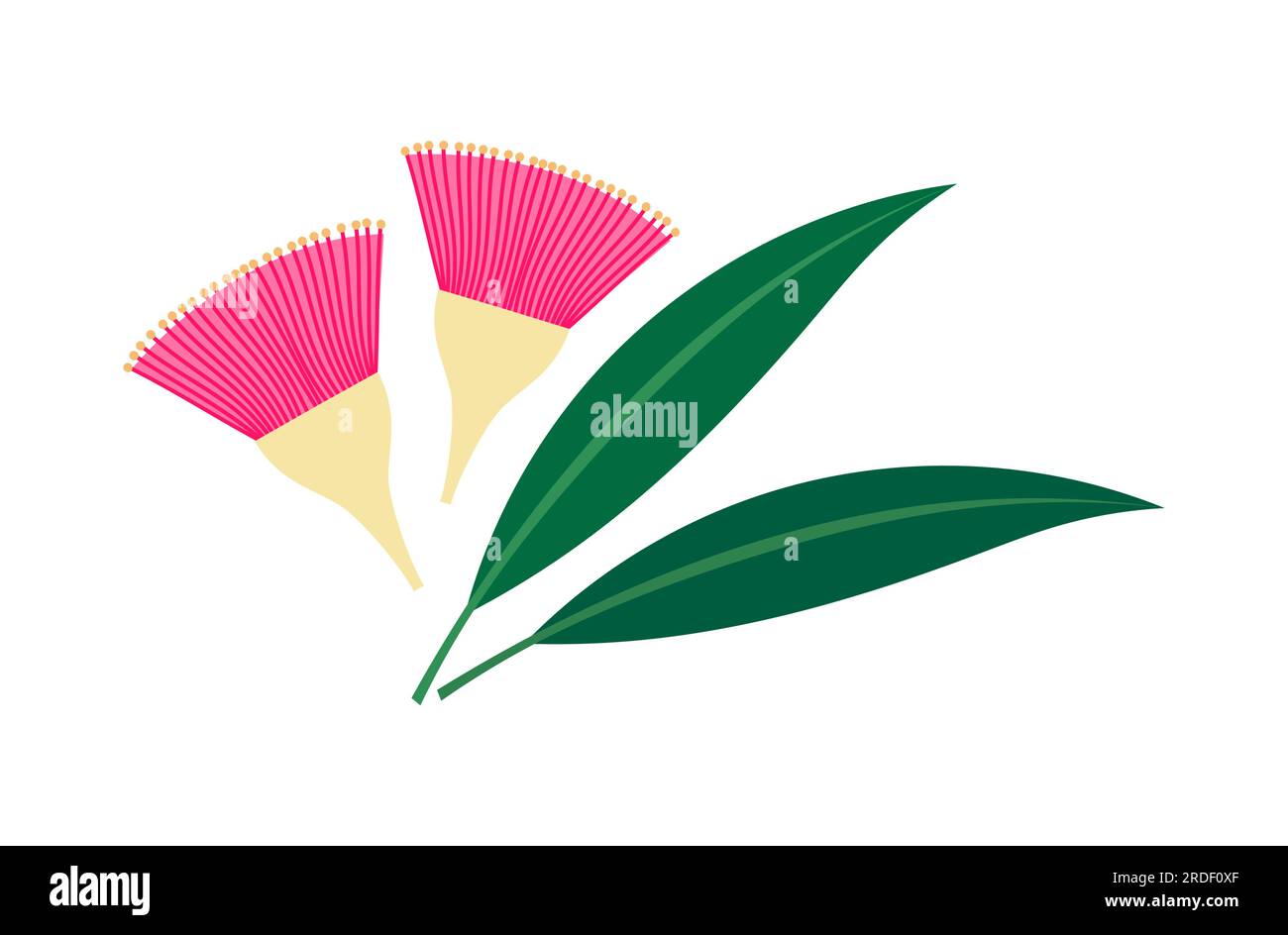 Eucalyptus leucoxylon pink flowers and leaves. Vector illustration. Stock Vector