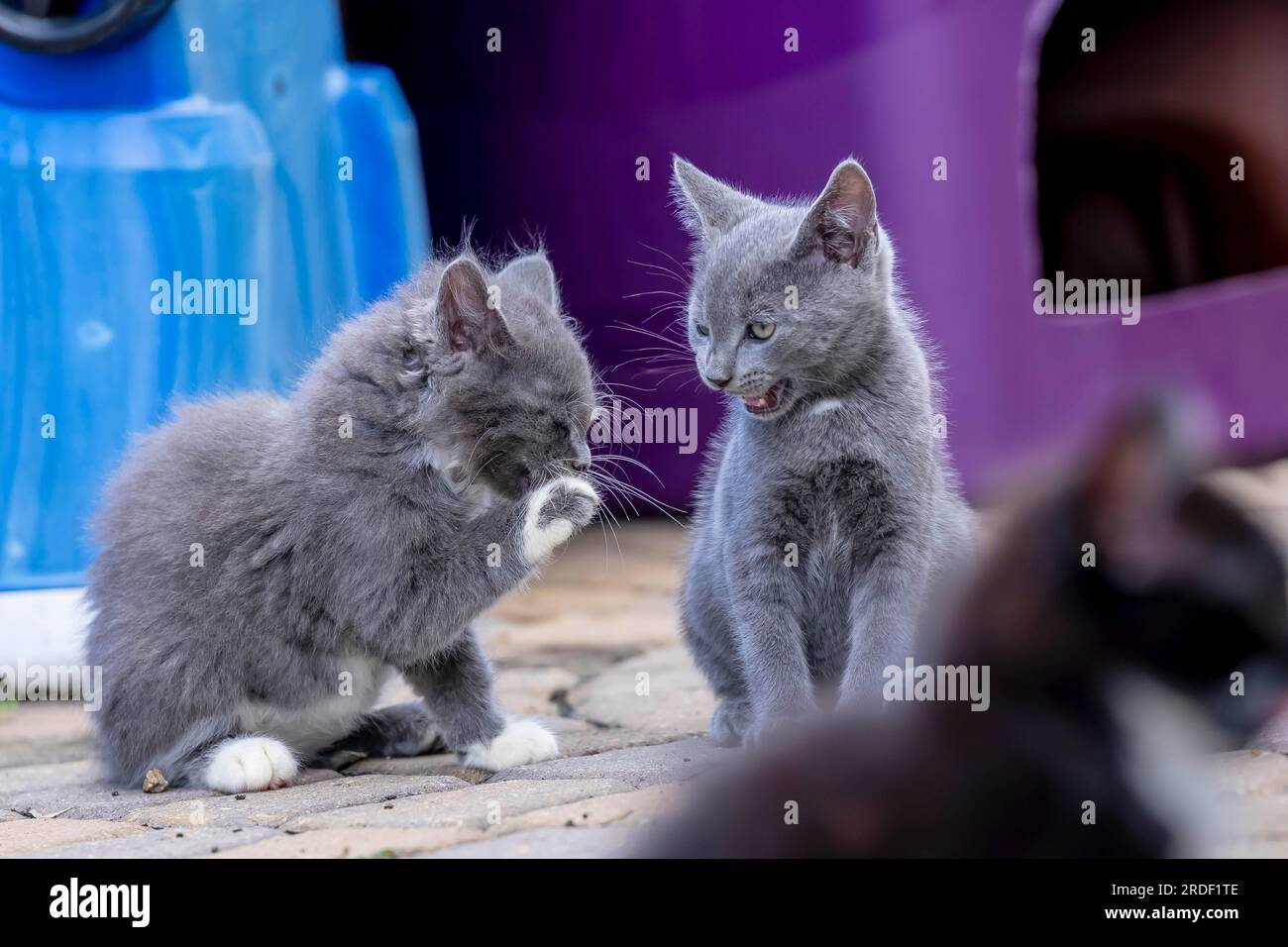8 week old outside kittens eat their meals and clean themselves