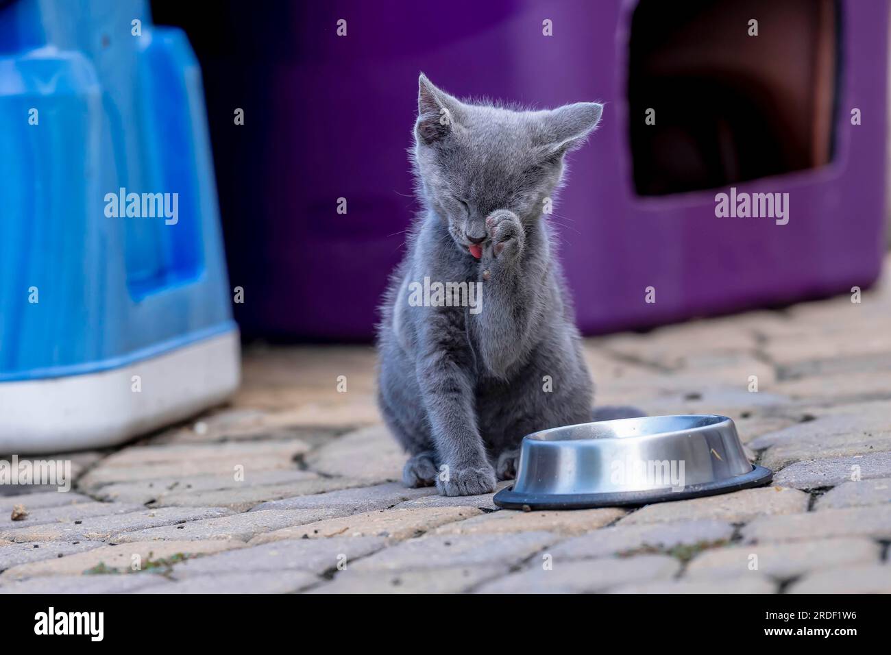 8 week old outside kittens eat their meals and clean themselves afterwards in an urban environment Stock Photo