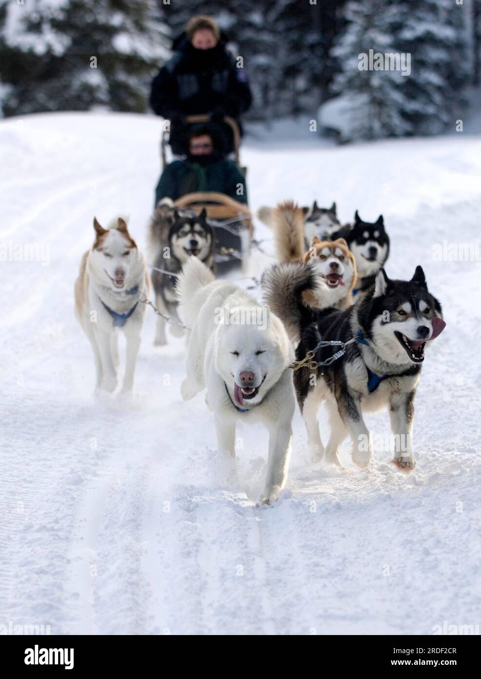 A group of dogs pull a sled through the snow in the American Rockies ...